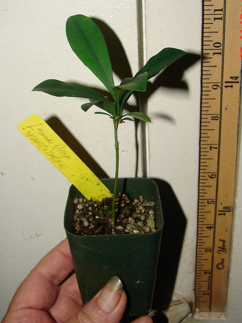 LEMON DROP MANGOSTEEN Garcinia intermedia YUMMY YELLOW FRUIT Sml